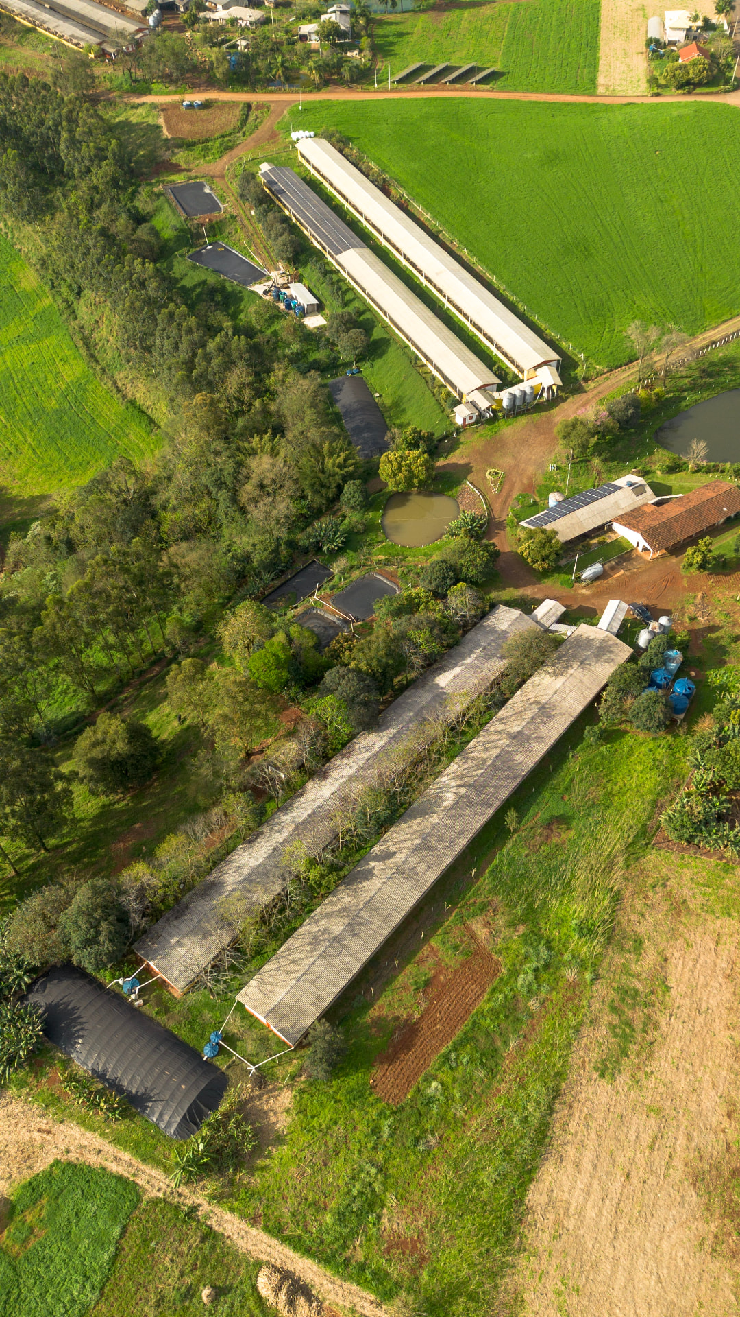 Vista aérea de granjas atendidas pela P4 Agronegócios